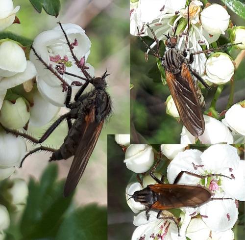 Empis tessellata